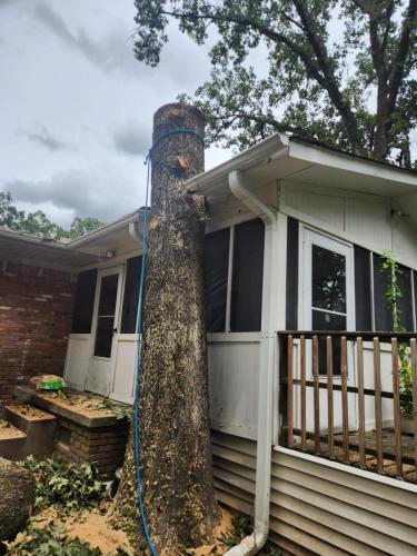 Tree-Services-In-Little-Rock-AR 003