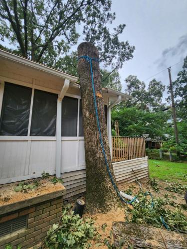 Tree-Services-In-Little-Rock-AR 004