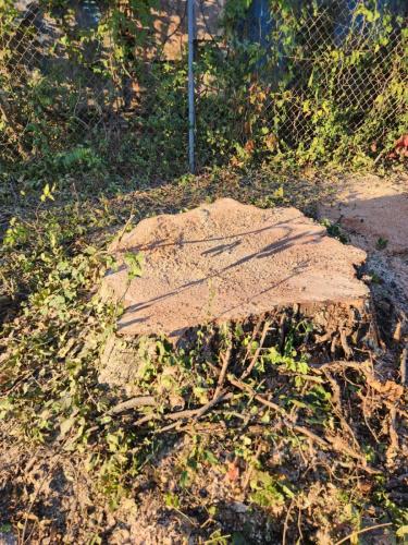 Tree-Services-In-Little-Rock-AR 015